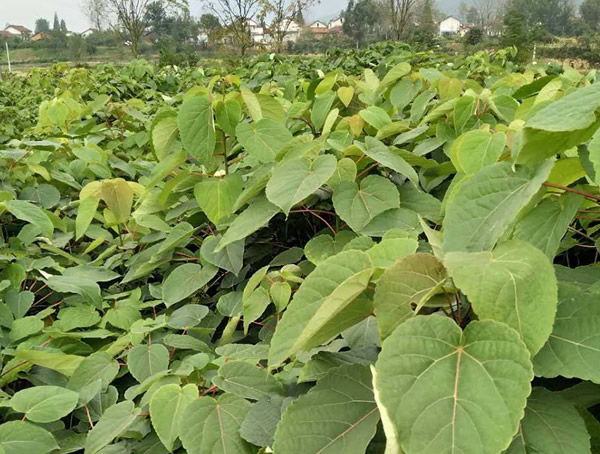 山桐子圖片-形態(tài)特征-主要變種-生長(cháng)環(huán)境-分布范圍以及主要價(jià)值