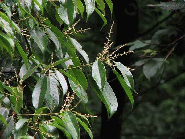 青岡櫟圖片-形態(tài)特征-生長(cháng)環(huán)境-分布范圍以及主要價(jià)值