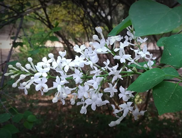 白丁香的圖片-形態(tài)特征-生長(cháng)習性-分布范圍以及主要價(jià)值