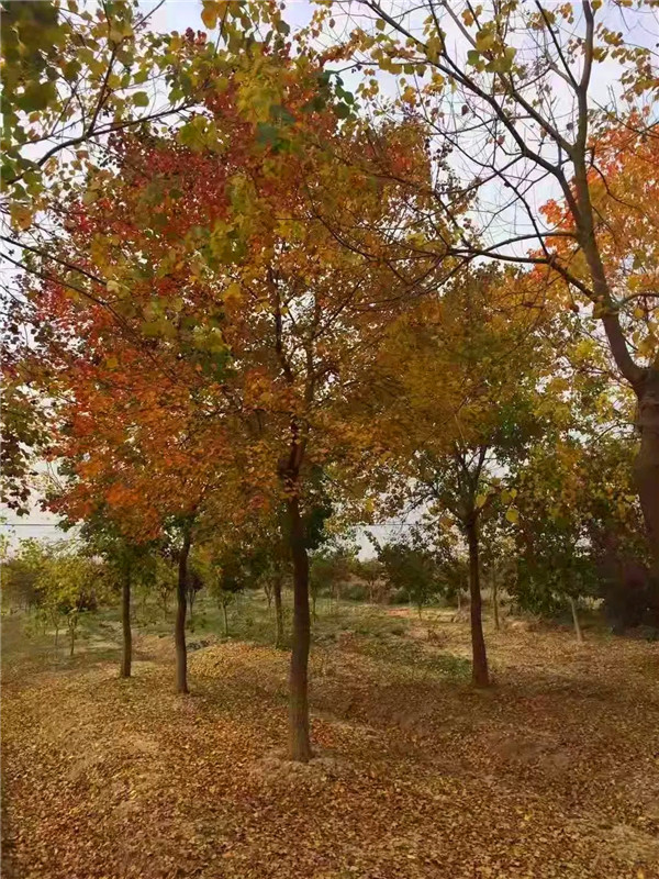 烏桕的功效與作用是怎么樣的？